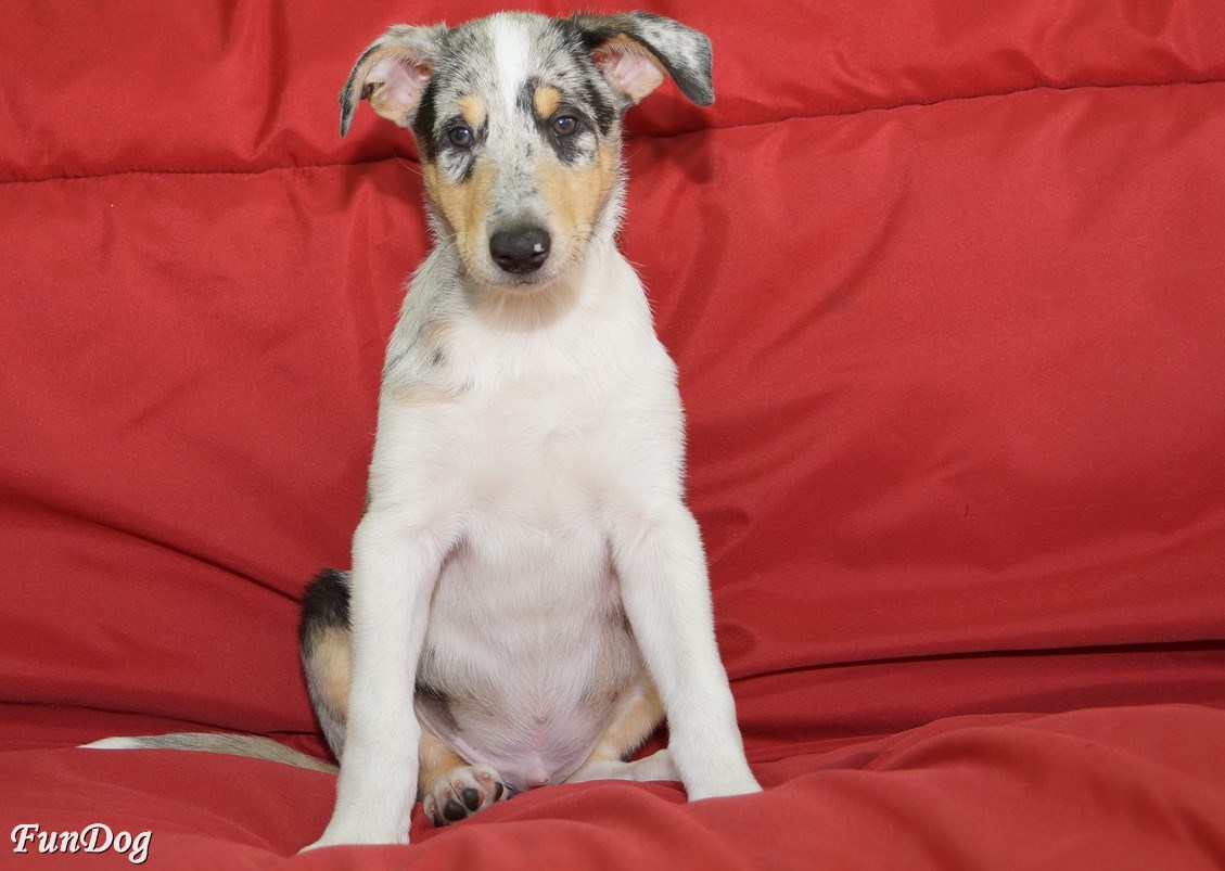 Bentley Daff Fun dog